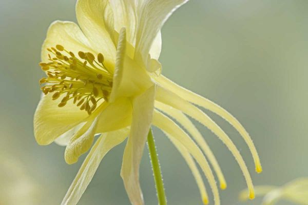 Close-up of yellow columbine flower